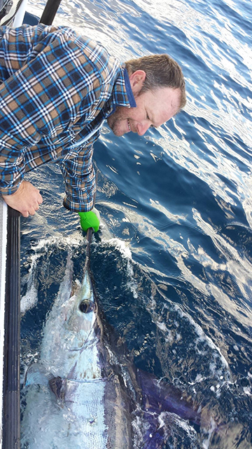 ANGLER: Martin Brewster SPECIES: Striped Marlin WEIGHT: Est 80kg LURE: JB Dingo.